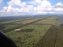 Paraguay-Chaco-ontbossing-maakt-plaats-voor-veeteelt.