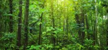 FMO commits to forestry portfolio up to EUR 1 bln by 2030