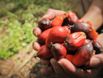 Milieudefensie: 'Palmoliegigant GAR verantwoordelijk voor grootschalige ontbossing in Liberia'