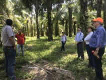 Fedepalma and IDH sign €1.2 million co-financing agreement for sustainable palm oil in Colombia
