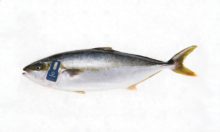 Nederlandse duurzame viskwekerij The Kingfish Company naar de beurs in Oslo