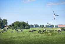 FrieslandCampina_Cows_Meadows_Windmills_Production_Location_Workum