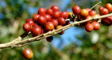 PectCof haalt €2 miljoen op voor zijn innovatieve voedselingrediënten op basis van koffiepulp