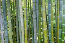 Bamboo