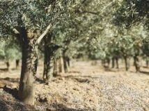 images (1)